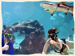 Swimming with Sharks.  St. Thomas Virgin Islands