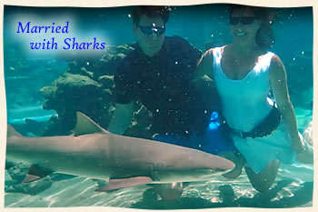 Married with sharks in St. Thomas US Virgin Islands
