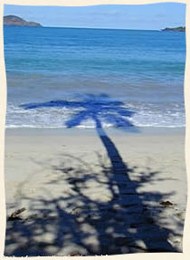 Palm tree beach times